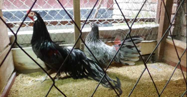 সংগ্রহে ৪০ প্রজাতির বিদেশি মুরগি, নাম লেখাতে চান গিনেসে