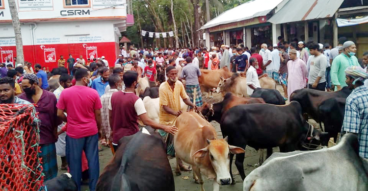 শেষ মুহূর্তে জমে উঠেছে ঝালকাঠির পশুর হাট