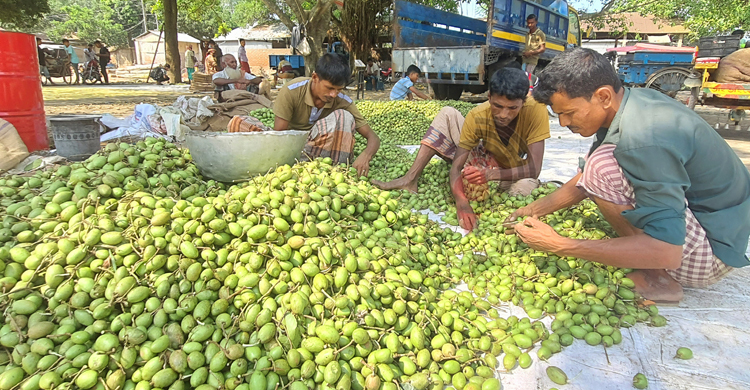 সিরাজগঞ্জে জমজমাট জলপাই হাট