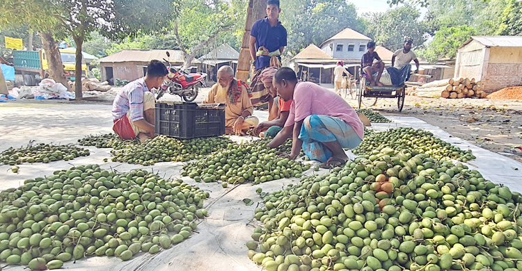 সিরাজগঞ্জে জমজমাট জলপাই হাট