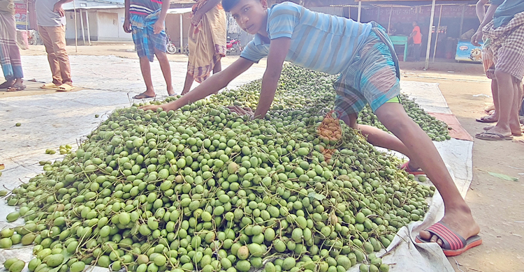 সিরাজগঞ্জে জমজমাট জলপাই হাট