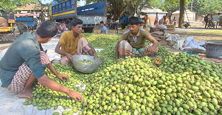 সিরাজগঞ্জে জমজমাট জলপাই হাট