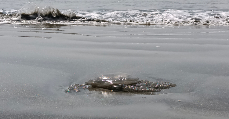 কুয়াকাটায় মিলছে শত শত জেলিফিশ, ক্ষতির মুখে জেলেরা