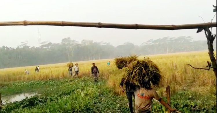 আদালতের নির্দেশ উপেক্ষা করে কাঁচা ধান কাটলেন প্রতিপক্ষের লোকজন