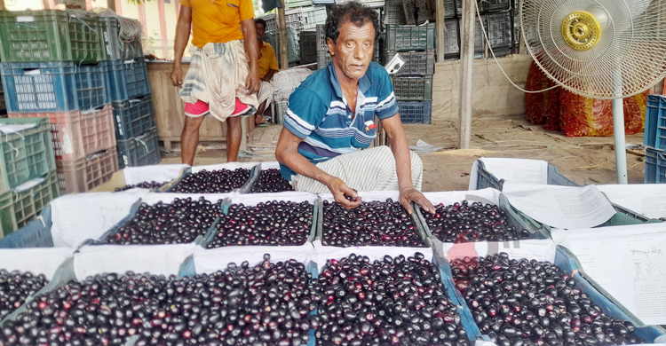 পাকা জামে রঙিন মুলাডুলি হাট, দিনে বিক্রি ২৫ লাখ টাকার