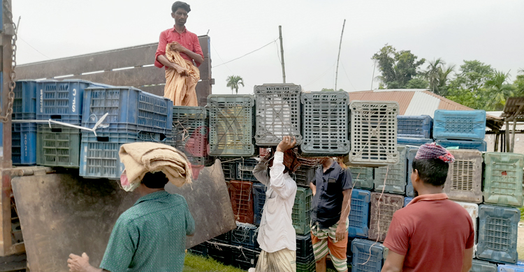 পাকা জামে রঙিন মুলাডুলি হাট, দিনে বিক্রি ২৫ লাখ টাকার