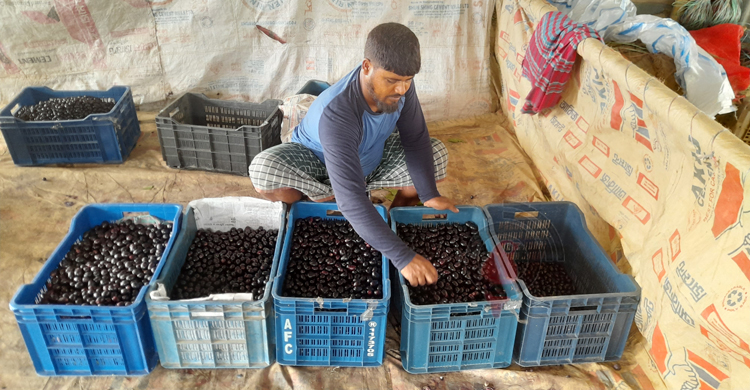 পাকা জামে রঙিন মুলাডুলি হাট, দিনে বিক্রি ২৫ লাখ টাকার