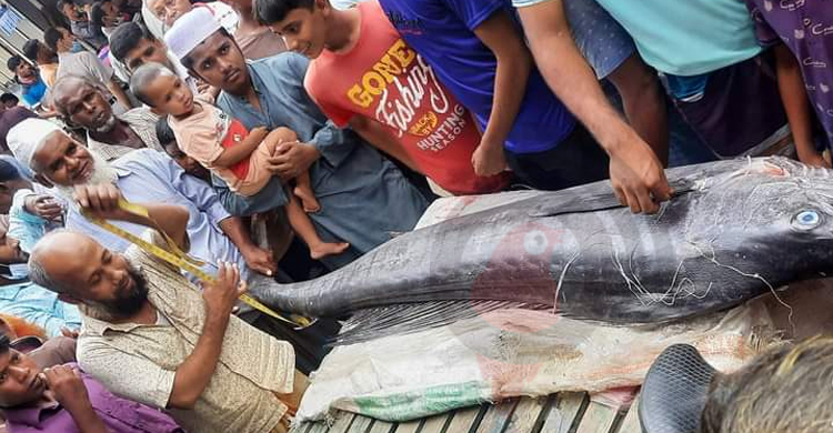 ৪৬ কেজির সামুদ্রিক মাছ দেখতে ছুটে আসছেন উৎসুক জনতা