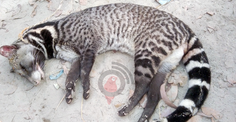 শোবার ঘরে মেছোবাঘ, উদ্ধার করলো এলাকাবাসী