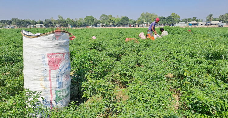 মরিচের ভালো ফলনেও লোকসানের আশঙ্কা