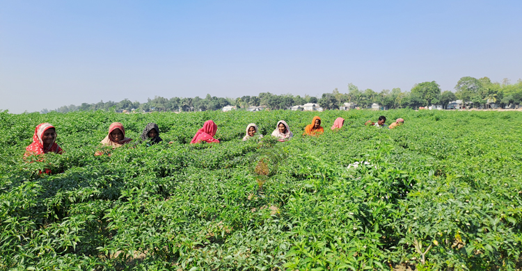 মরিচের ভালো ফলনেও লোকসানের আশঙ্কা