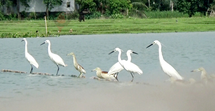 জামালপুরে বিলুপ্তির পথে দেশিয় কানি-সাদা বক