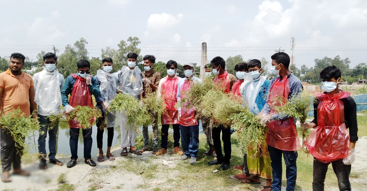 ক্ষতিকর উদ্ভিদ পার্থেনিয়াম নির্মূলে জামালপুরে অভিযান
