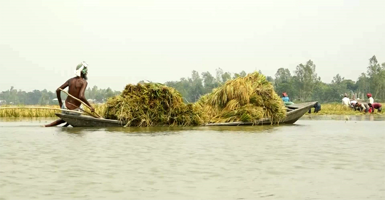 জামালপুরে বন্যায় ডুবেছে ১০ গ্রামের বোরো ধান