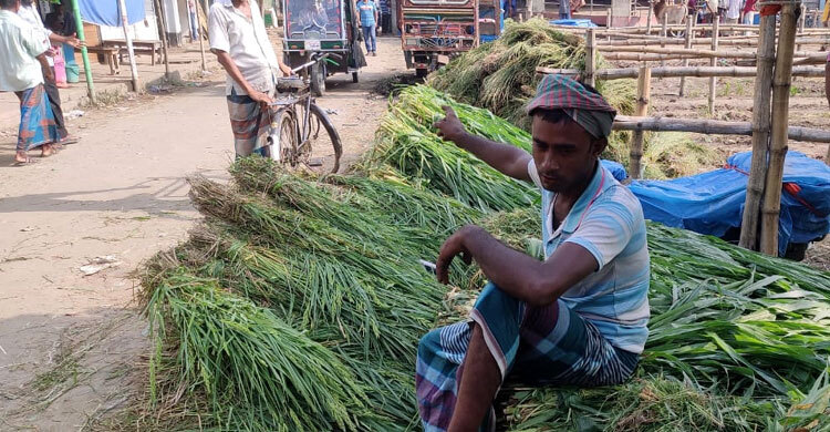 জামালপুরে জমে উঠেছে গো খাদ্যের বাজার