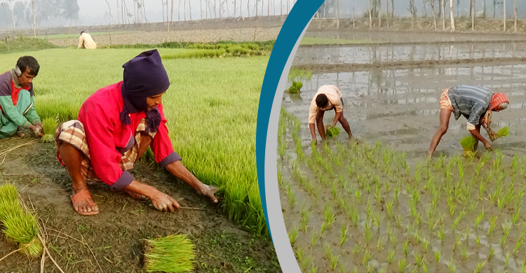 শীত-কুয়াশা উপেক্ষা করে ইরি-বোরো চাষাবাদে ব্যস্ত কৃষক