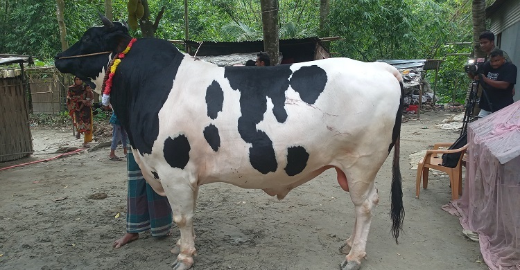 ৪০ মণের ‘রাজা বাবু’র দাম ১৫ লাখ