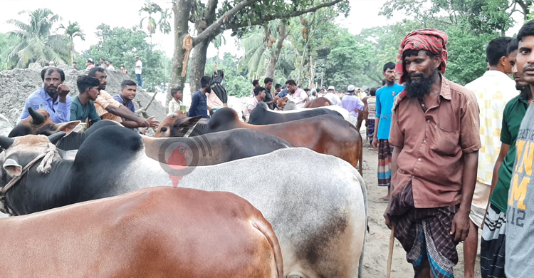 দাম বেশি হলেও ক্রেতার পছন্দ ছোট গরু