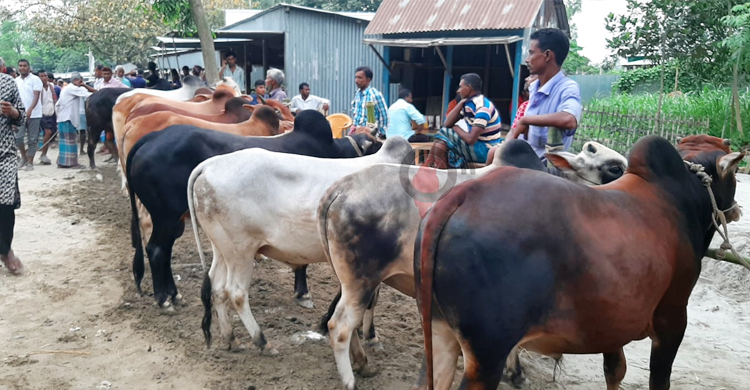 দাম বেশি হলেও ক্রেতার পছন্দ ছোট গরু