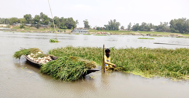 সিরাজগঞ্জে ডুবে গেছে ৭০০ বিঘা জমির ধান