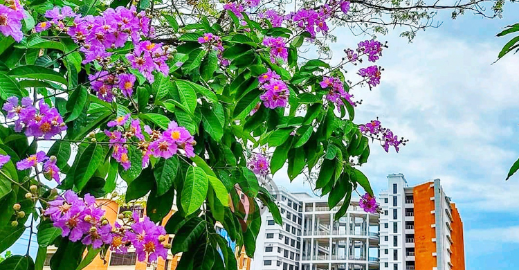 মায়াময় জারুল ফুলে মোহনীয় বিশ্ববিদ্যালয় ক্যাম্পাস