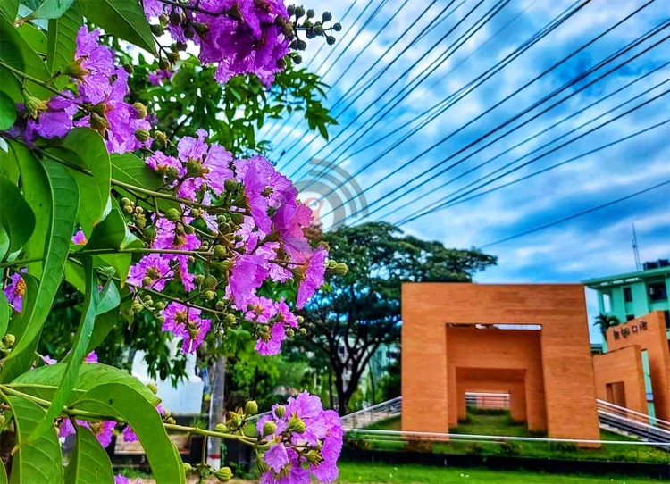 মায়াময় জারুল ফুলে মোহনীয় বিশ্ববিদ্যালয় ক্যাম্পাস