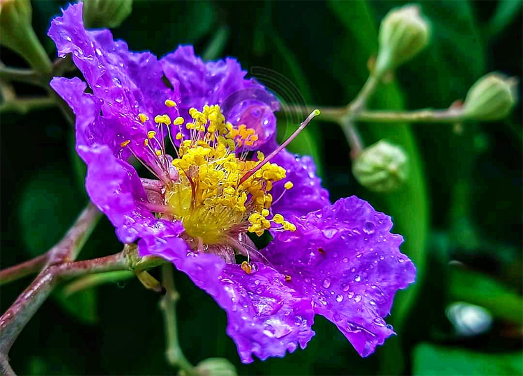 মায়াময় জারুল ফুলে মোহনীয় বিশ্ববিদ্যালয় ক্যাম্পাস