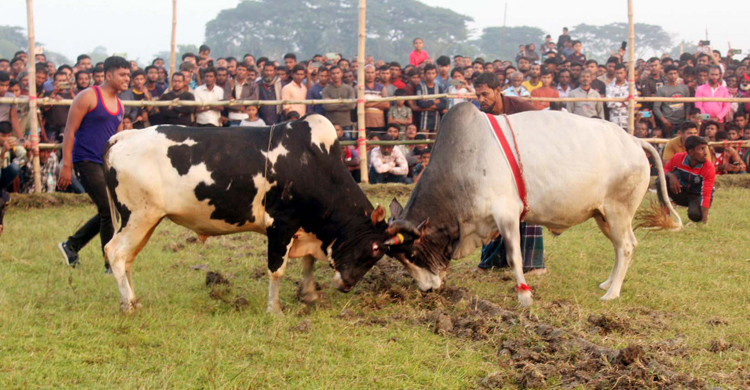 যশোরে ষাঁড়ের লড়াই দেখলেন হাজারো দর্শক
