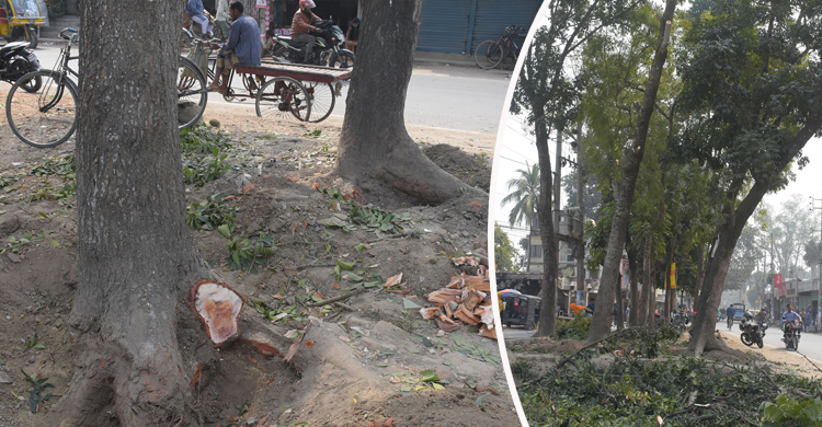 গাছ কেটে পার্ক বানানোর উদ্যোগ পৌরসভার!
