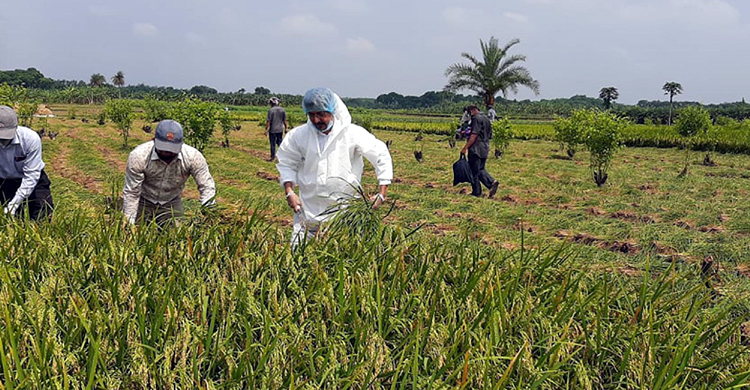 কৃষকের দুই বিঘা জমির ধান কাটলেন যশোর শিক্ষাবোর্ডের চেয়ারম্যান