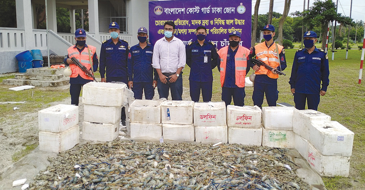 চাঁদপুরে জেলি মিশ্রিত ৩৫ মণ চিংড়ি জব্দ