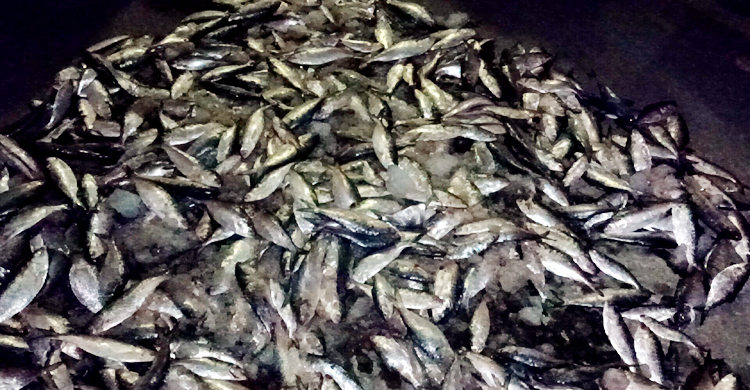 জব্দ ৬ মণ জাটকা বিতরণ করা হলো এতিমখানায়