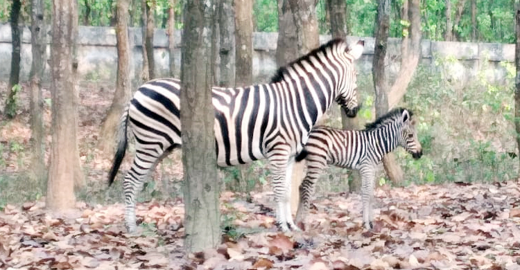 জেব্রা পরিবারে নতুন অতিথি