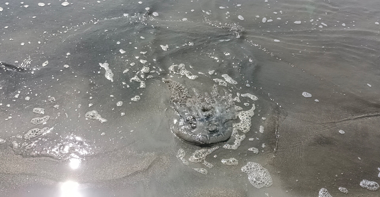 কুয়াকাটায় মিলছে শত শত জেলিফিশ, ক্ষতির মুখে জেলেরা