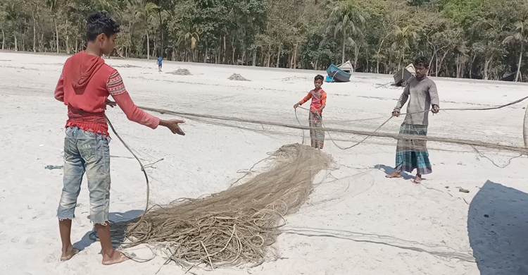 কুয়াকাটায় মিলছে শত শত জেলিফিশ, ক্ষতির মুখে জেলেরা
