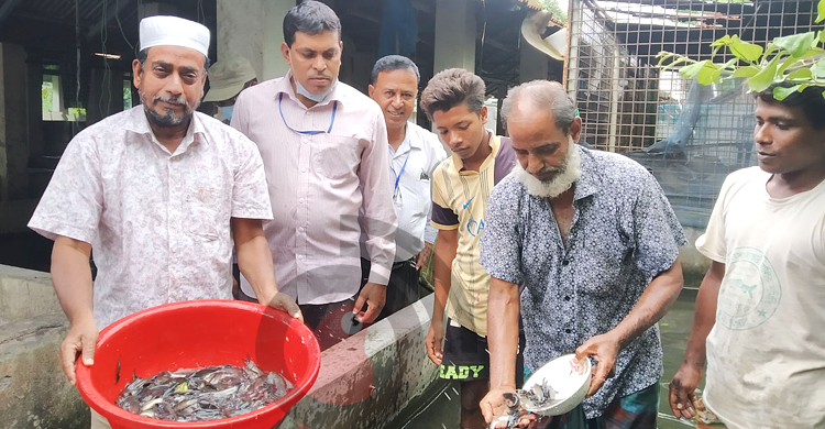 মিঠাপানিতে হচ্ছে নোনা ট্যাংরার বাণিজ্যিক চাষ
