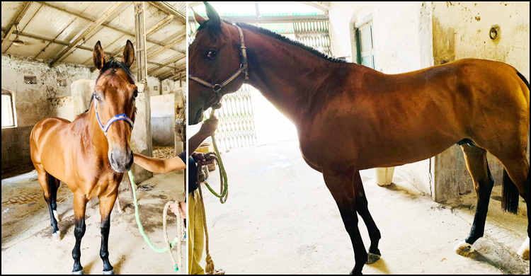 পুলিশের জন্য ভারত থেকে আনা হলো ১৫ ঘোড়া