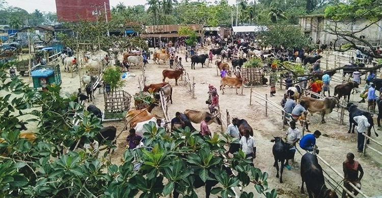 পশু নেই হাটে, ইজারাদার-খামারির মাথায় হাত