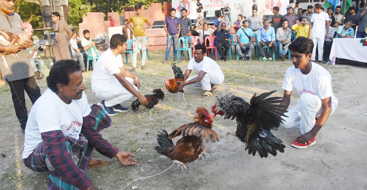 যশোরে দর্শকদের মুগ্ধ করলো মোরগ লড়াই