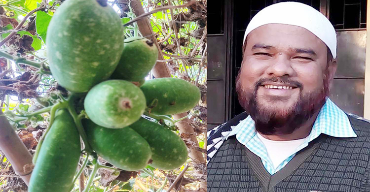 এক বোটায় ৭ লাউ!