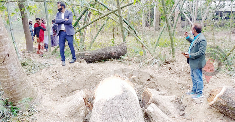 সন্ত্রাসী ভাড়া করে ভাইয়ের তিন লাখ টাকার গাছ কর্তন