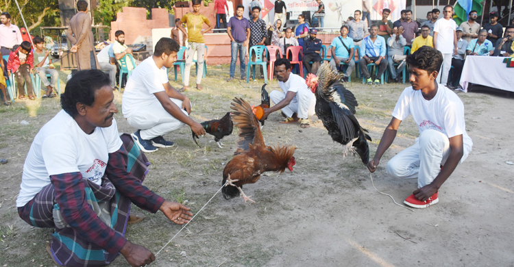 যশোরে দর্শকদের মুগ্ধ করলো মোরগ লড়াই
