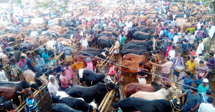 দক্ষিণাঞ্চলের সবচেয়ে বড় পশুর হাটে ক্রেতা সংকট