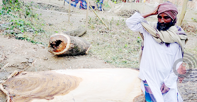 সন্ত্রাসী ভাড়া করে ভাইয়ের তিন লাখ টাকার গাছ কর্তন