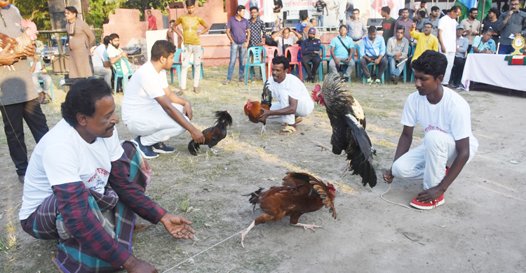 যশোরে দর্শকদের মুগ্ধ করলো মোরগ লড়াই