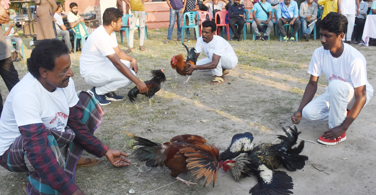 যশোরে দর্শকদের মুগ্ধ করলো মোরগ লড়াই