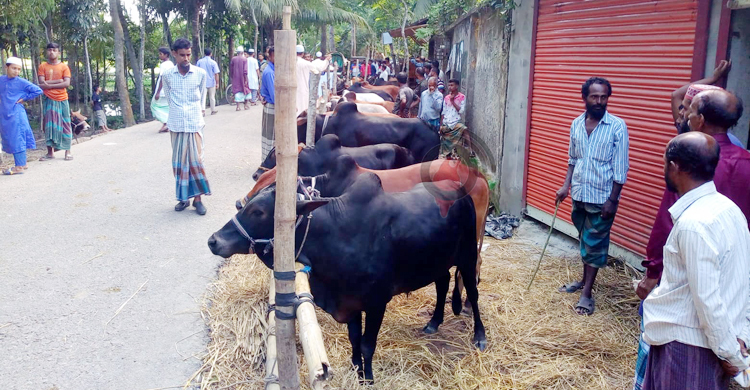 ক্রেতার অভাবে জমেনি ঝালকাঠির পশুহাট