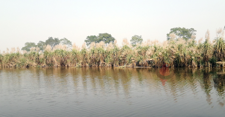 অসময়ের বৃষ্টিতে জলমগ্ন আখক্ষেত, মাড়াই নিয়ে শঙ্কা
