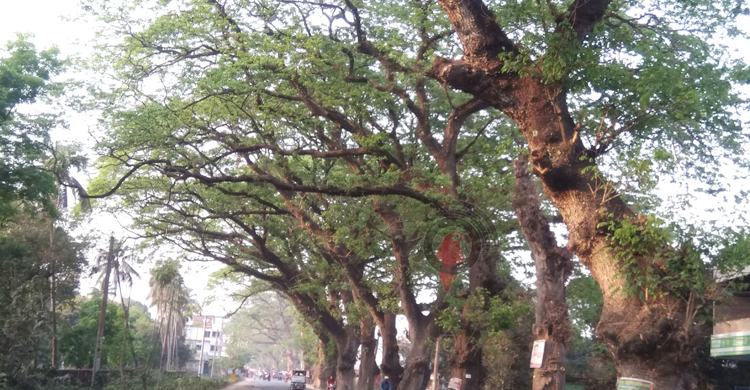 ছয়লেনের কাজে কাটা পড়তে যাচ্ছে সারিবদ্ধ শতবর্ষী গাছ