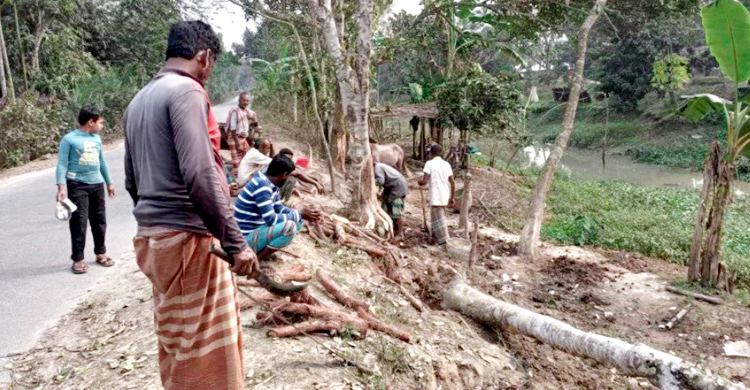 অনুমোদন শুধু বনজ গাছে, কাটা হচ্ছে ফলদও